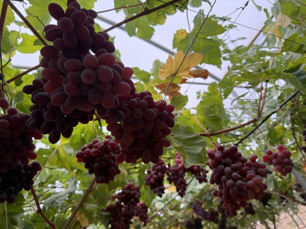 uva pugliese nera