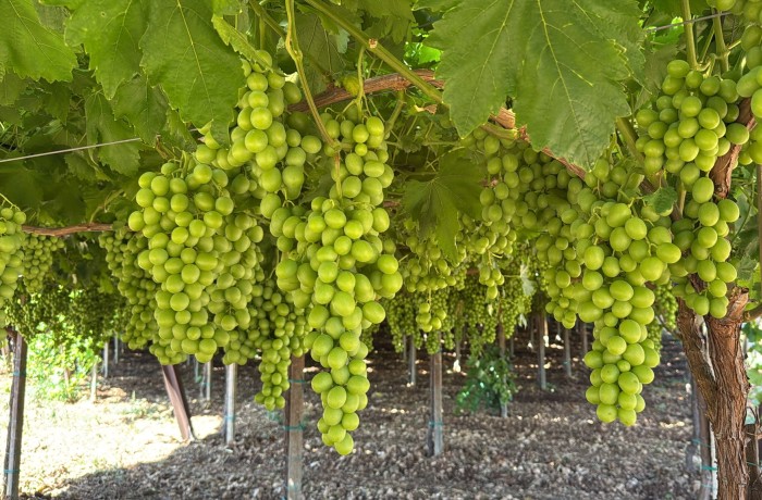 l'uva pugliese