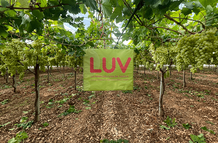 grape exhibition 2